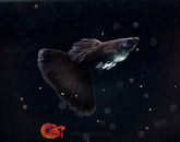 Full Black Guppy